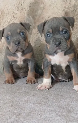 Pit bull