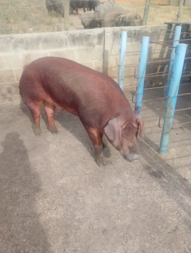 Reprodutor Duroc P.O. Disponível