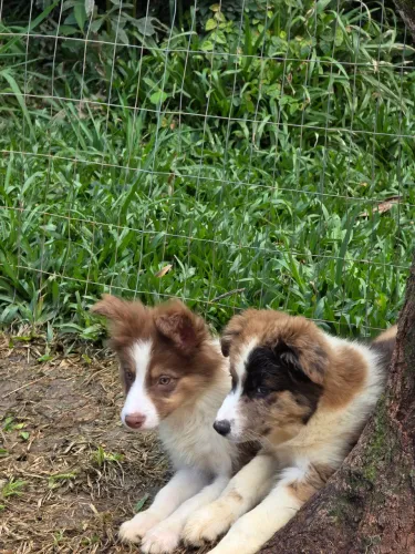 Filhote de Border Collie com pedigree cbkc