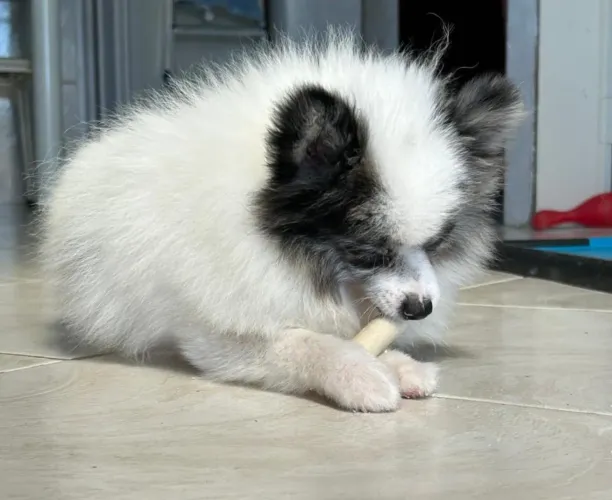 Lulu da Pomerânia mini (macho)