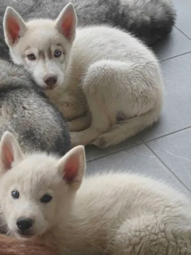 Filhotes de Husky Siberiano 