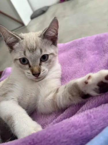 Gatos filhotes para adoção 