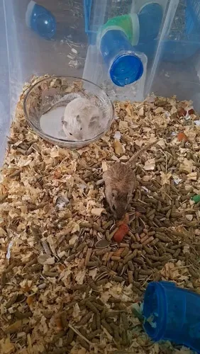 Esquilos da mongolia