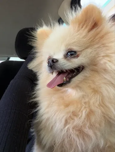 Lulu menina 