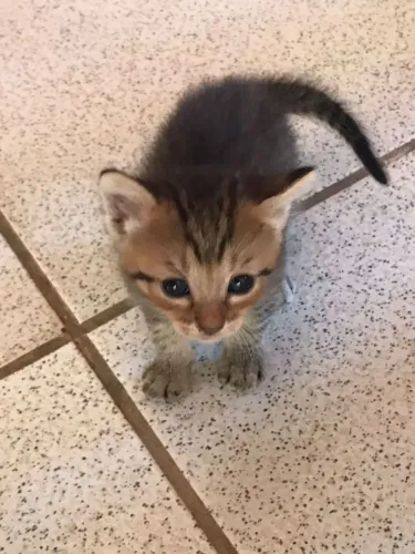 GATA PARA ADOÇÃO 