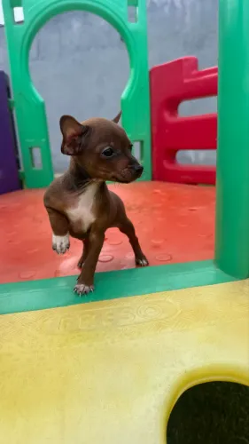 Pinscher 0 machos e fêmeas