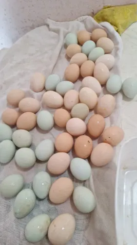 ovos