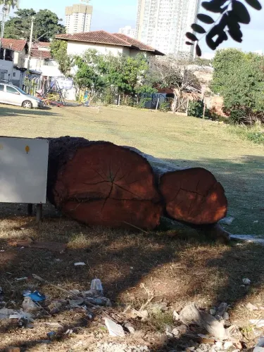 Vendo tora de árvore