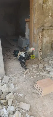 Frango Brahma 