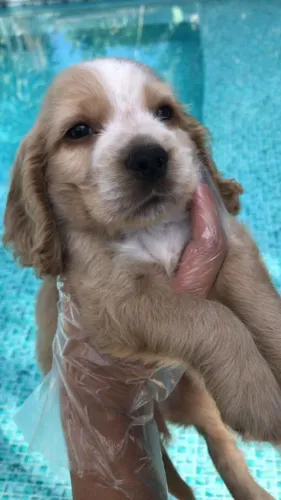 Cocker spaniel com pedigree