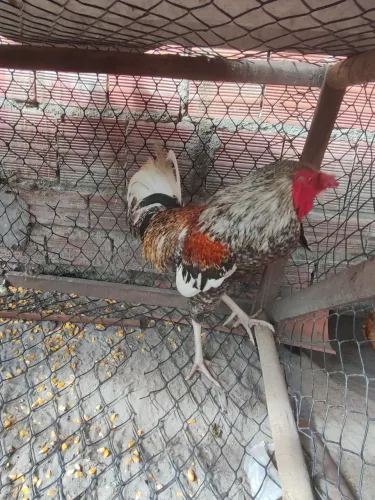 Galinha caipira