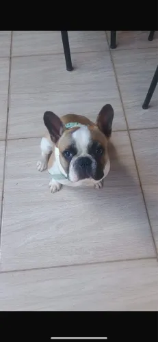 Buldogue francês macho