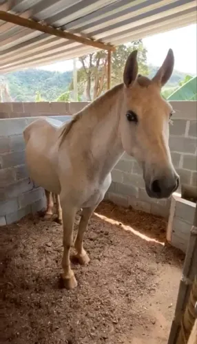 Cavalo 