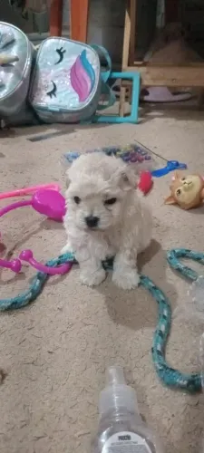 Filhote poodle 