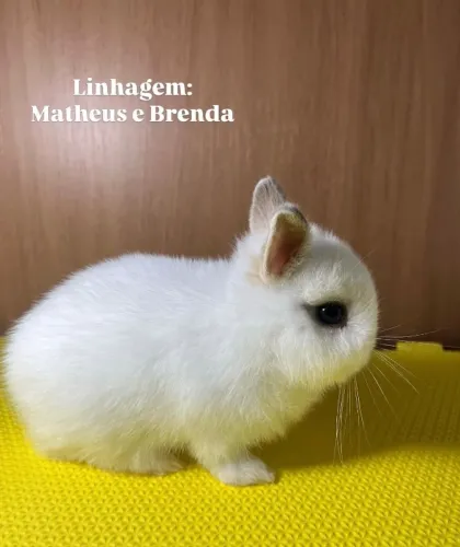 Filhotes de coelhos Netheland Dwarf