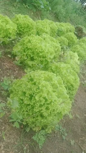 Verduras