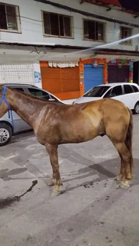Vendo cavalo mestiço andamento de meio pra frente  pra ver mas fotos chama no ZAP  