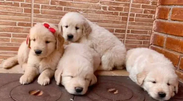Filhote Golden Retriever, Felicidade de Quatro Patas Pronta Para Fazer Parte da Sua Vida!