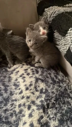 Animais domésticos 