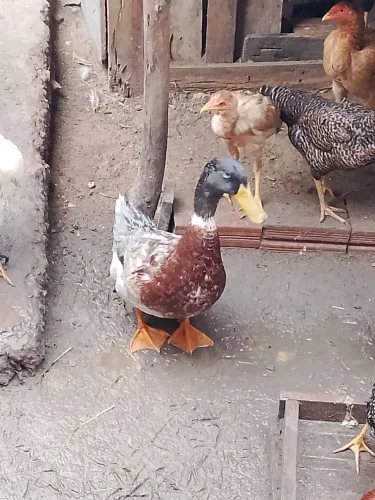 Vendo esse paturi
