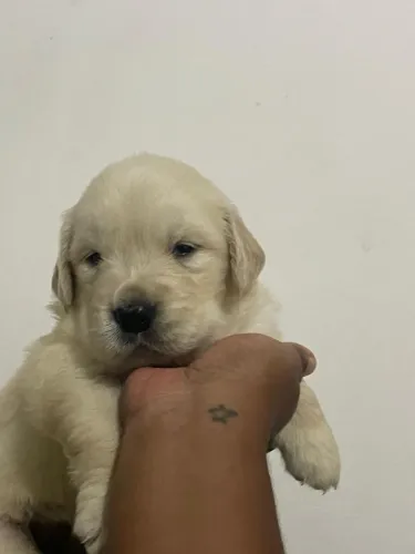 Golden Retriver