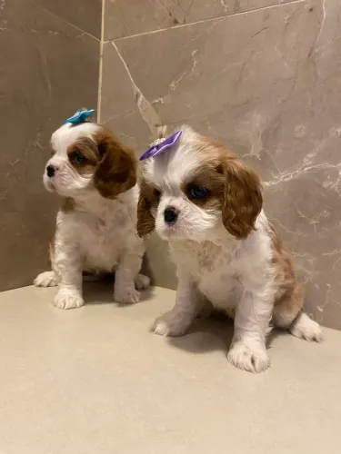 Lindíssimas femea e machinho de cavalier