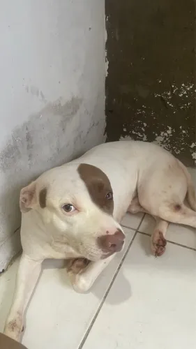 Doa-se cachorros pit Bull