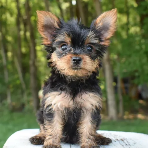 Yorkshire Terrier/ Garanta a sua bolinha de pelos cheia de amor hoje mesmo