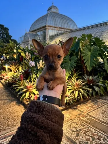 Lindo filhote de pinscher macho