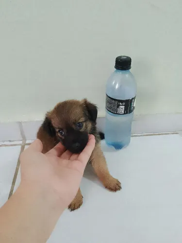 Linda filhotinha de pinscher com chihuahua 
