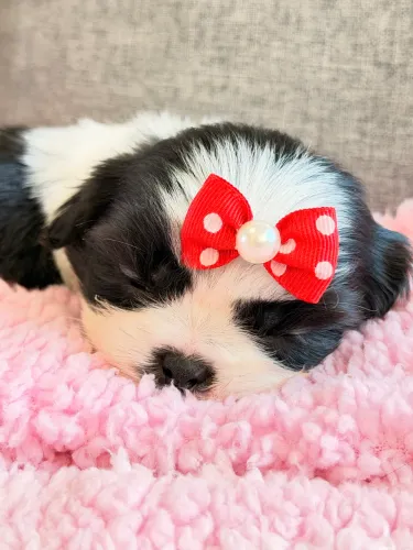 Shihtzu mini Fêmea 
