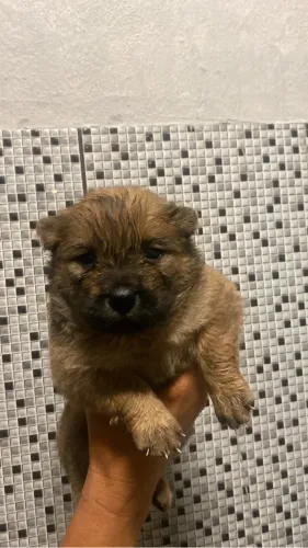 Chow Chow