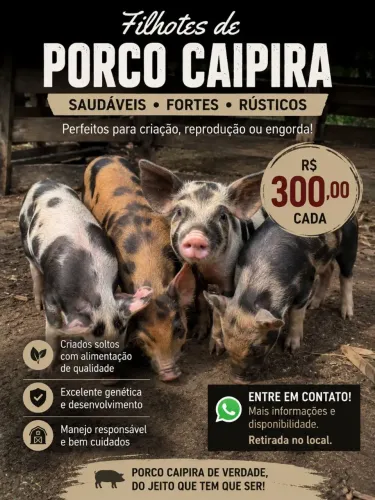 ? Filhotes de Porco Caipira à Venda! ?
