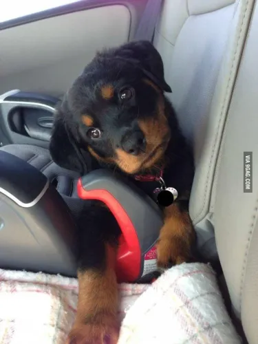 Rottweiler Um filhotinho que encanta logo no primeiro olhar