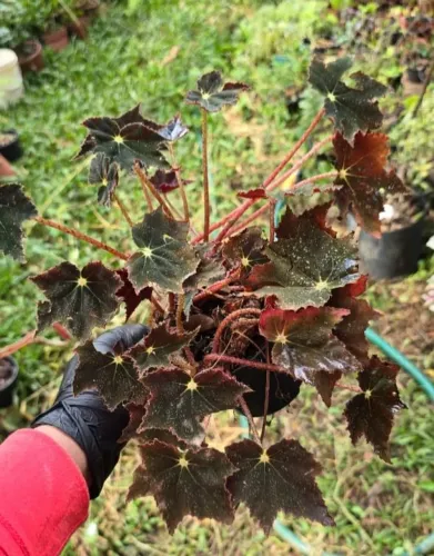 Begonia estrela