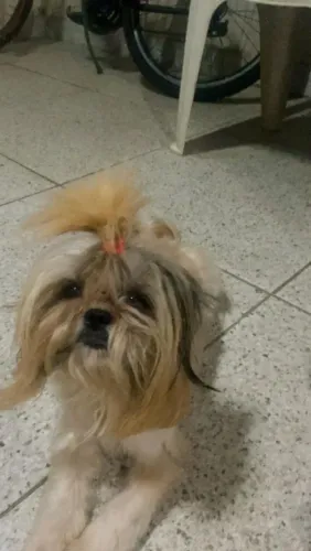 Shitzu 