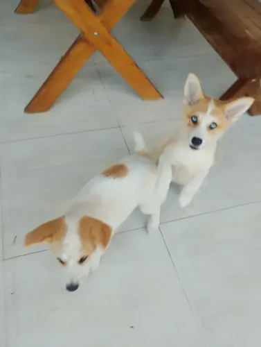 Cachorros Husky siberiano