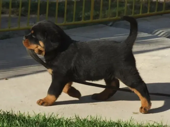Filhotes de Rottweiler | Um amigo cheio de energia