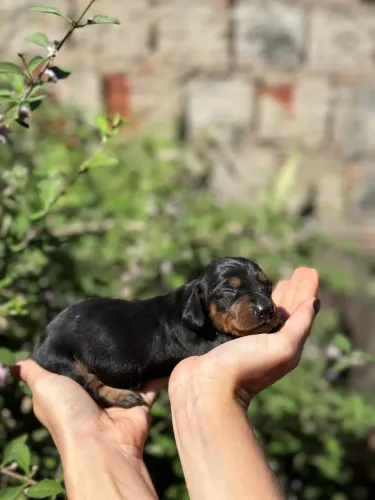 Dachshund/ Cofap fêmea black tan Kanichen