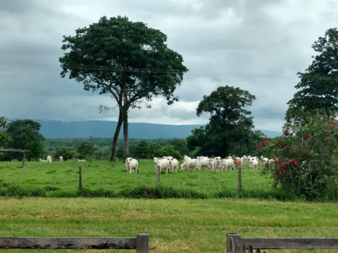 Fazenda 1.150 alq em Cáceres MT. R$:40 mil p/alq. Total 46 milhões.