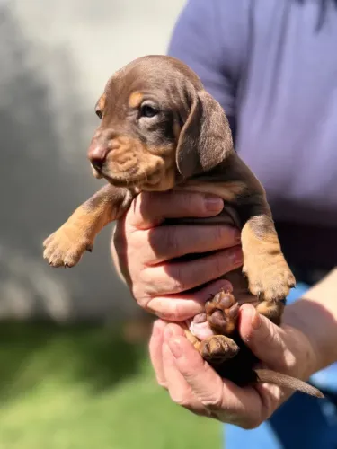 dachshund Chocolate macho