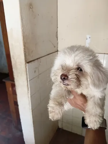 "Cachorro de Raça. "