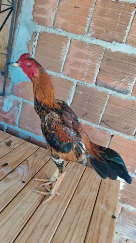 Galos mura