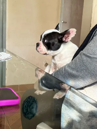 Buldogue francês 