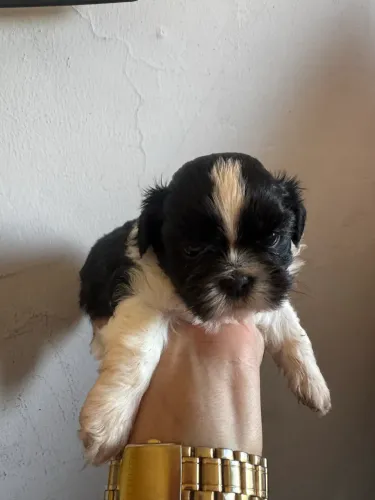 Vendo Shihtzu fêmea puro 