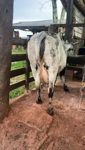Vaca leiteira 