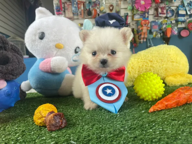 Spitz alemão machinho