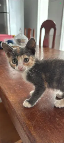Gatinha fêmea