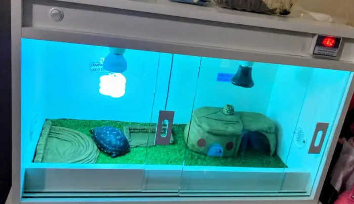 terrário 