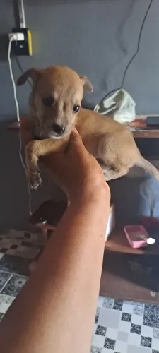 CASAL DE PINSCHER NÚMERO DOIS